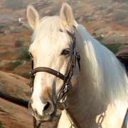 Michael Regler Ballonteam Auerberg Caballero Reitsportartikel
