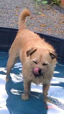 Hundepension Feelgood