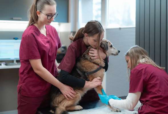 "Bello & Co" Veterinärmedizin GmbH