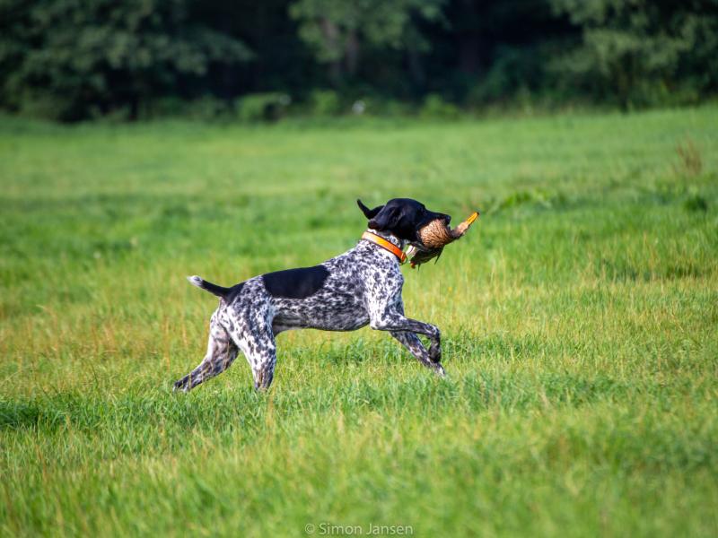 Lara Köster (Hundetrainerin)