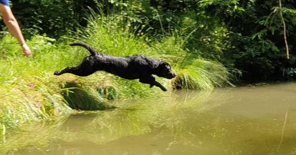 Suridas Labradorzucht