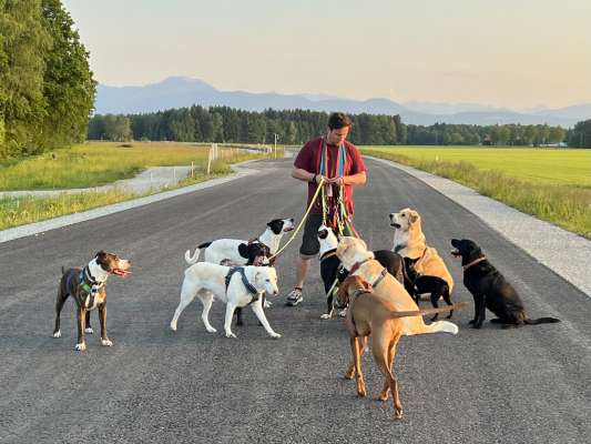 Dogs-Nanny