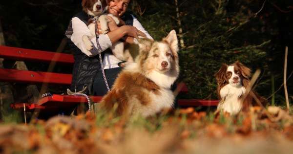 Hundeschule Kober
