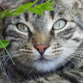 Katzenpension Geschenkartikel Katzenbetreuung