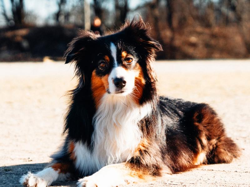 Hundeschule Rita Kampmann