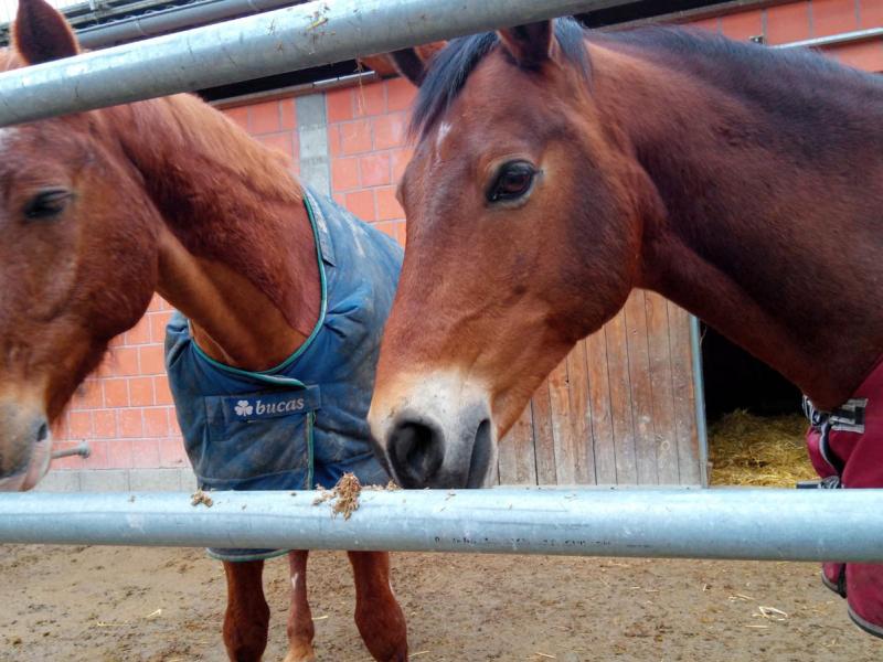 TRAB e.V. Therapeutisches Reiten am Bodensee