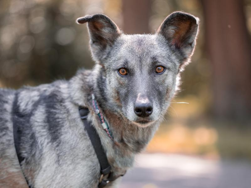 Hundeschule Unter-Wölfen