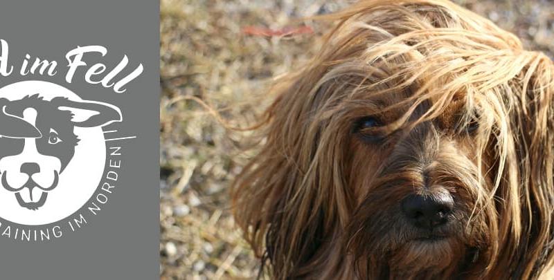 Wind im Fell Hundetraining im Norden UG (haftungsbeschränkt)