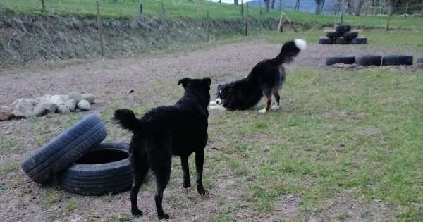 ANZA-Hund und Mensch