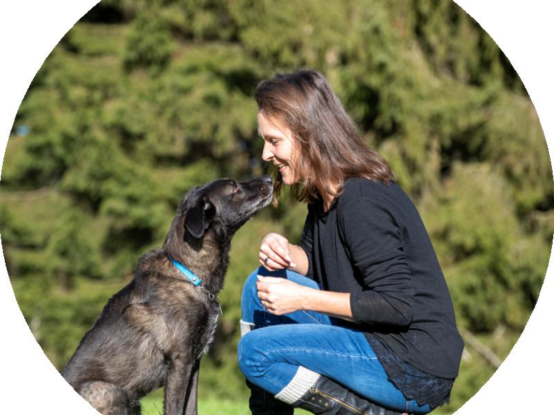 Mobiles Training für Familienhunde