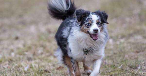 Hundeschule Leichtigkeit