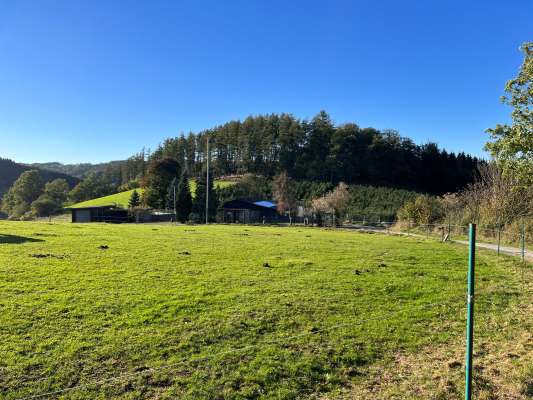 Hundepension vom Hofe
